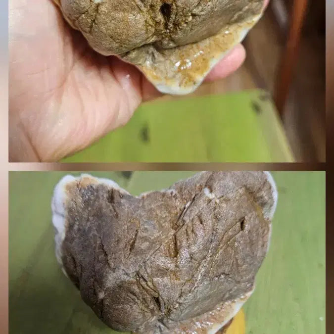 [BUNJANG] Rare Petrified Wood Stone / 규화석  희귀수석