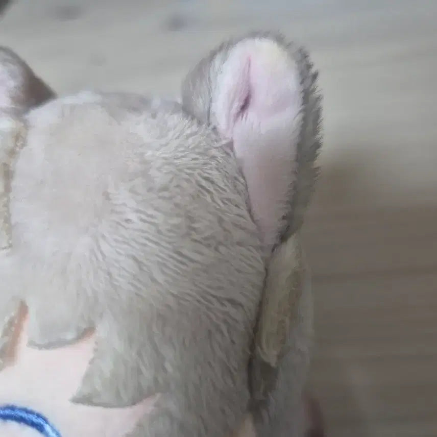 [BUNJANG] Shen Xing Xun Cat Butler Nui Plush Doll / 심성훈 냥집사 누이 러브앤딥스페이스 럽딥 인형 판매