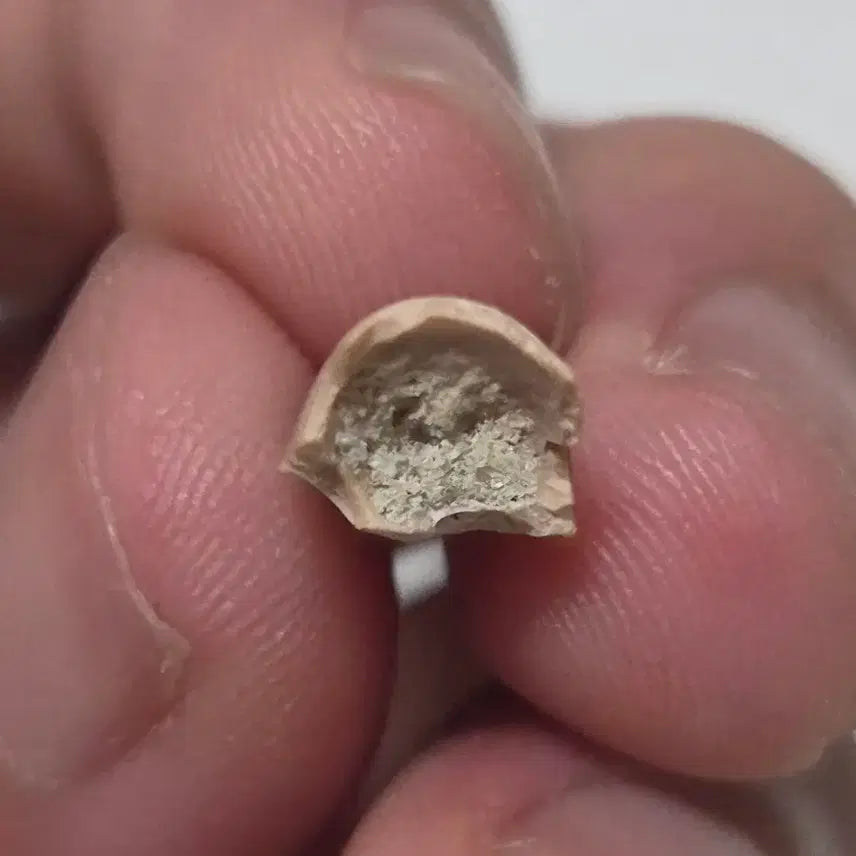 [BUNJANG] Authentic Majungasaurus Tooth Fossil / 진품 마준가사우루스 이빨 화석 싸게 판매합니다!