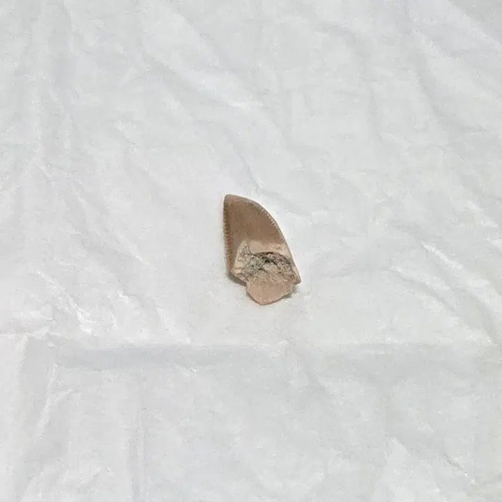 [BUNJANG] Authentic Majungasaurus Tooth Fossil / 진품 마준가사우루스 이빨 화석 싸게 판매합니다!