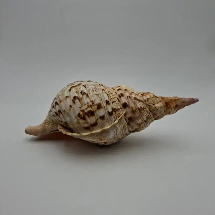 [BUNJANG] Large Giant Triton Natural Shell Decor / 대형 자이언트 트리톤 천연 조개 오브제