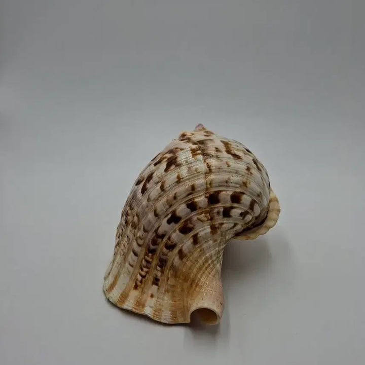 [BUNJANG] Large Giant Triton Natural Shell Decor / 대형 자이언트 트리톤 천연 조개 오브제