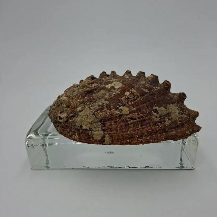 [BUNJANG] Large Natural Abalone Shell Mother-of-Pearl Object / 대형 천연 전복 자개 패각 오브제