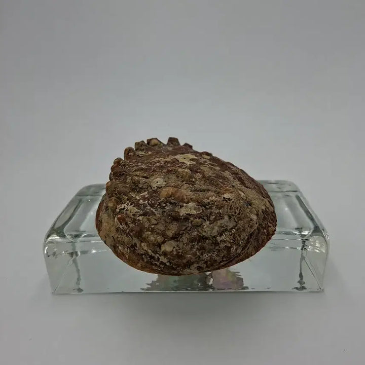 [BUNJANG] Large Natural Abalone Shell Mother-of-Pearl Object / 대형 천연 전복 자개 패각 오브제