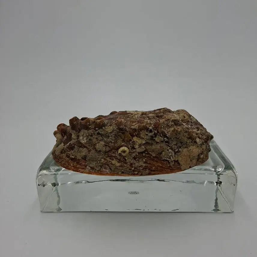 [BUNJANG] Large Natural Abalone Shell Mother-of-Pearl Object / 대형 천연 전복 자개 패각 오브제