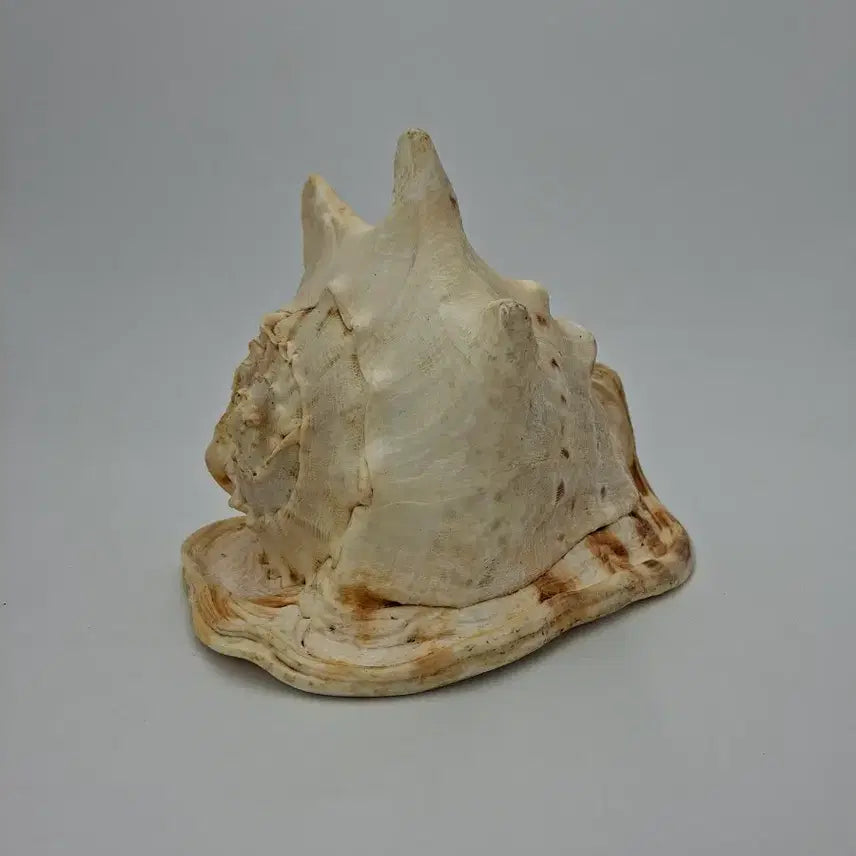 [BUNJANG] Large Horned Helmet Conch Shell Natural Object / 대형 뿔투구고둥 천연 소라 오브제