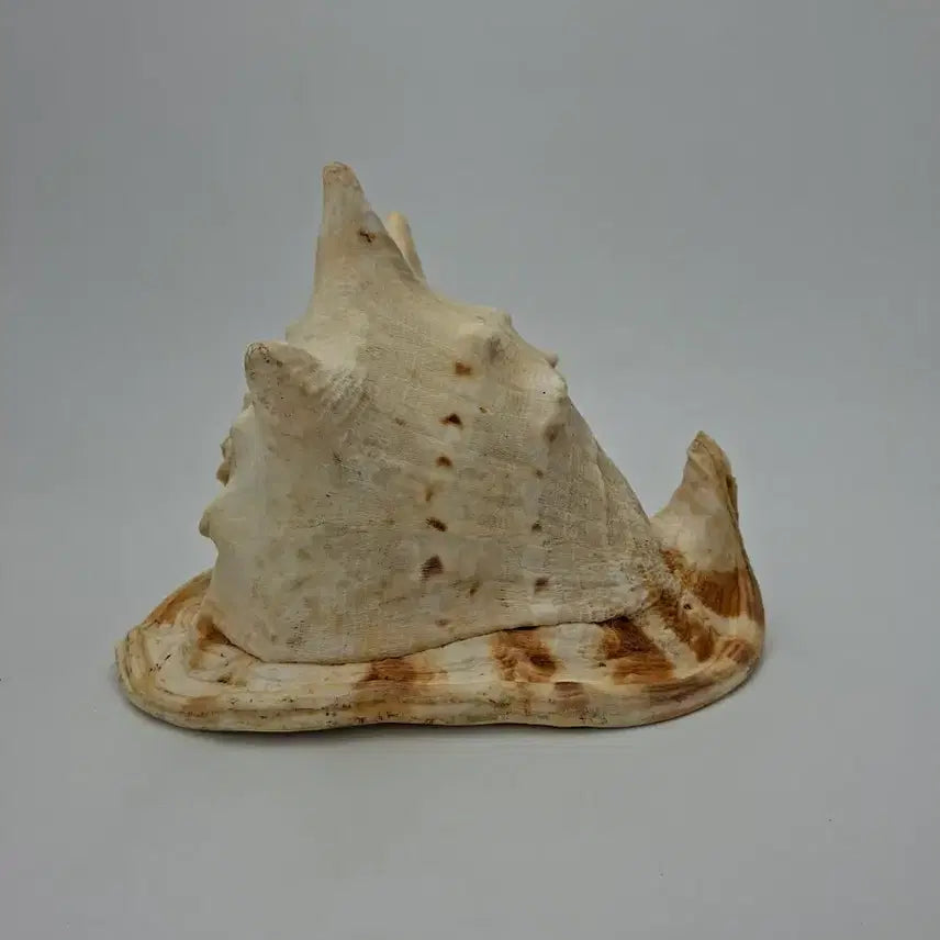 [BUNJANG] Large Horned Helmet Conch Shell Natural Object / 대형 뿔투구고둥 천연 소라 오브제