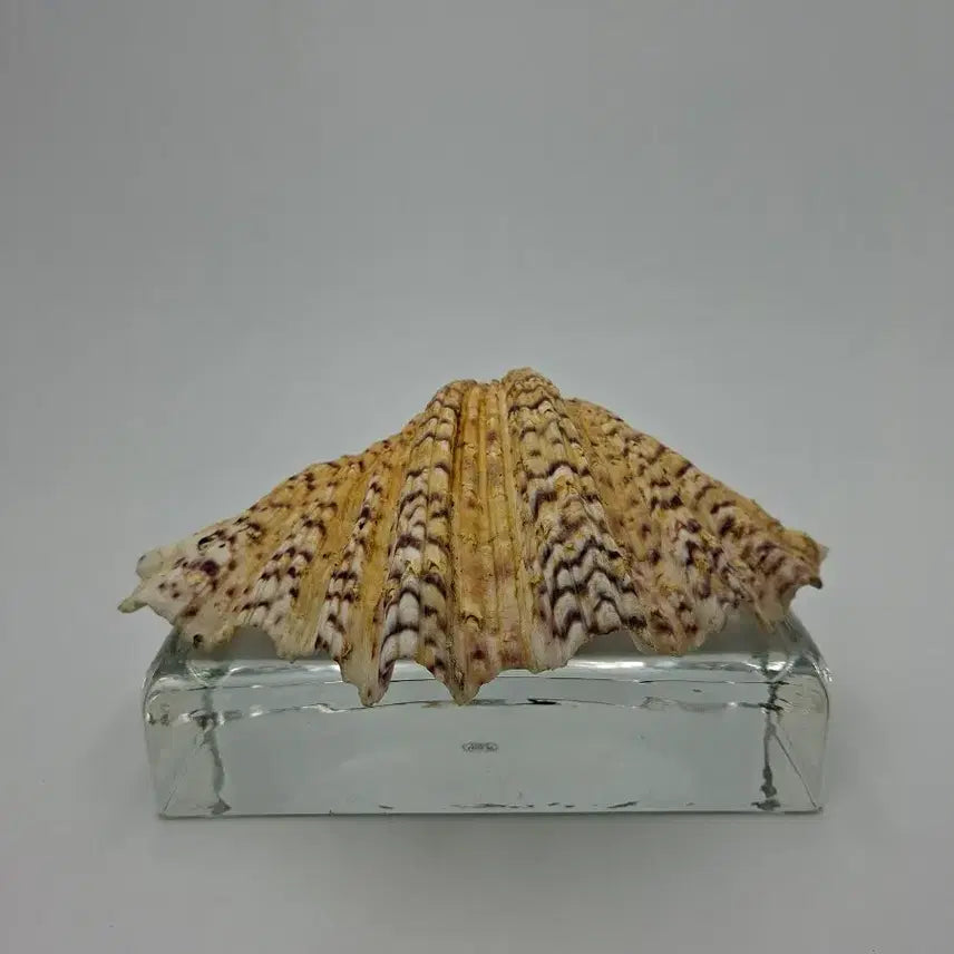 [BUNJANG] Large Hippopus Clam Natural Shell Object / 대형 곰발대왕조개 천연 패각 오브제