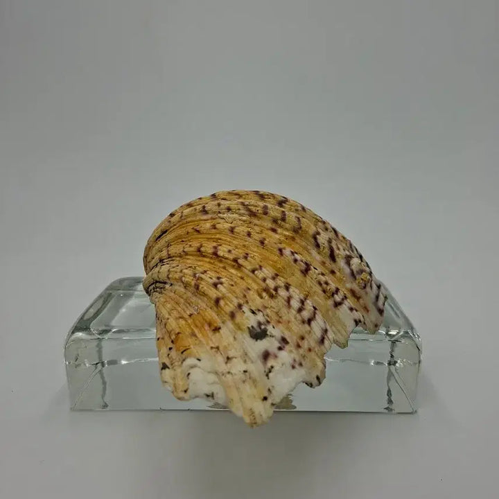 [BUNJANG] Large Hippopus Clam Natural Shell Object / 대형 곰발대왕조개 천연 패각 오브제
