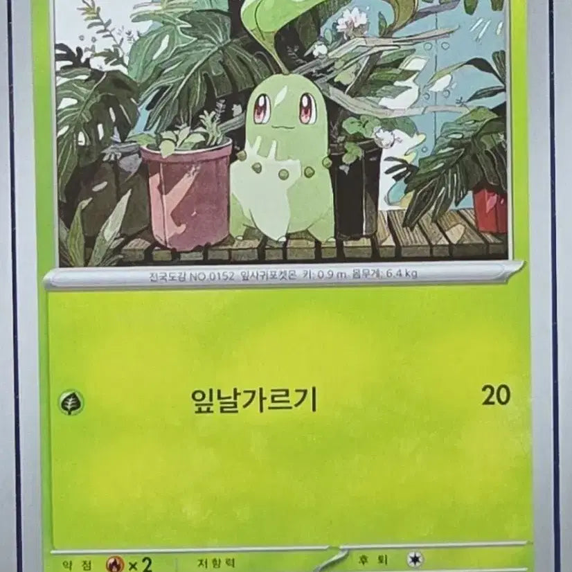 [BUNJANG] Pokemon Chikorita Bayleef Servine Bundle Set / 포켓몬 카드 치코리타 베이리프 샤로다 일관 판매