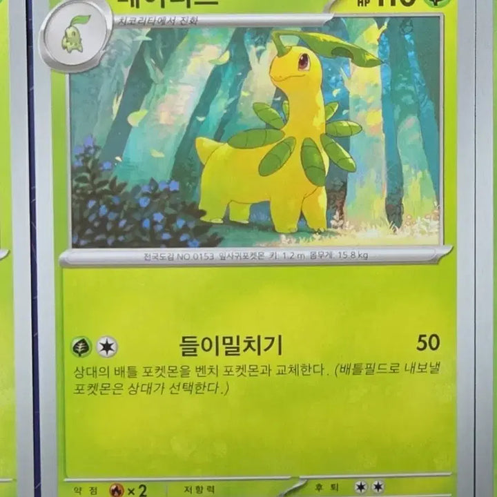 [BUNJANG] Pokemon Chikorita Bayleef Servine Bundle Set / 포켓몬 카드 치코리타 베이리프 샤로다 일관 판매