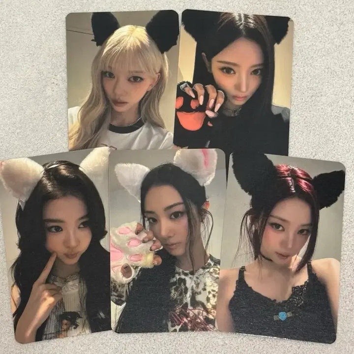 [BUNJANG] Miyao Music Plant POB Cat Photocard / 미야오 팬싸 뮤직플랜트 미공포 고양이