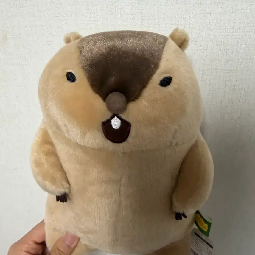 [BUNJANG] Marmot Mottoto Capybara Medium Plush Doll / 마멋 못토토 중형인형 카피바라 판매합니다!!!