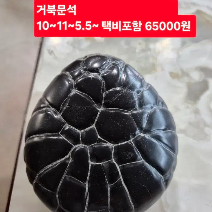[BUNJANG] Turtle Pattern Stone (10-11cm) / 거북문석 10~11~5.5