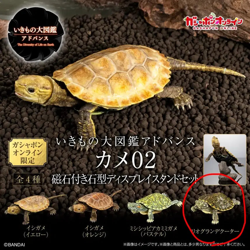 [BUNJANG] Living Creatures Encyclopedia Advance: Rio Grande Cooter / 생물대도감 어드밴스 거북02 리오그란데쿠터