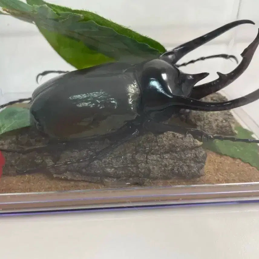[BUNJANG] Chiron Hercules Beetle and Punctum Folium Leaf Beetle Specimen / 키론장수풍뎅이, 푼크리폴리움나뭇잎벌레 표본