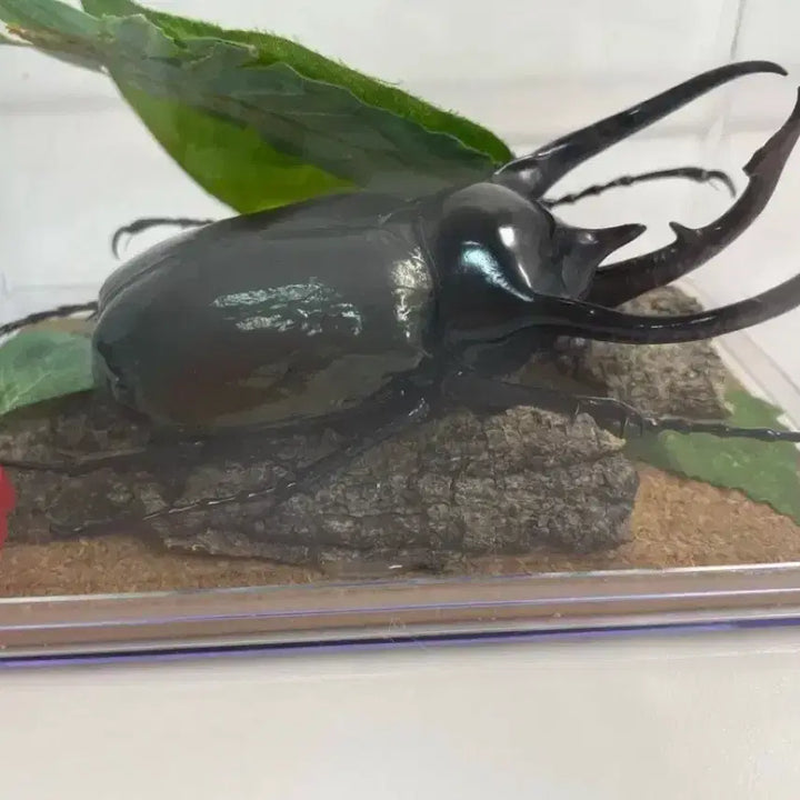 [BUNJANG] Chiron Hercules Beetle and Punctum Folium Leaf Beetle Specimen / 키론장수풍뎅이, 푼크리폴리움나뭇잎벌레 표본
