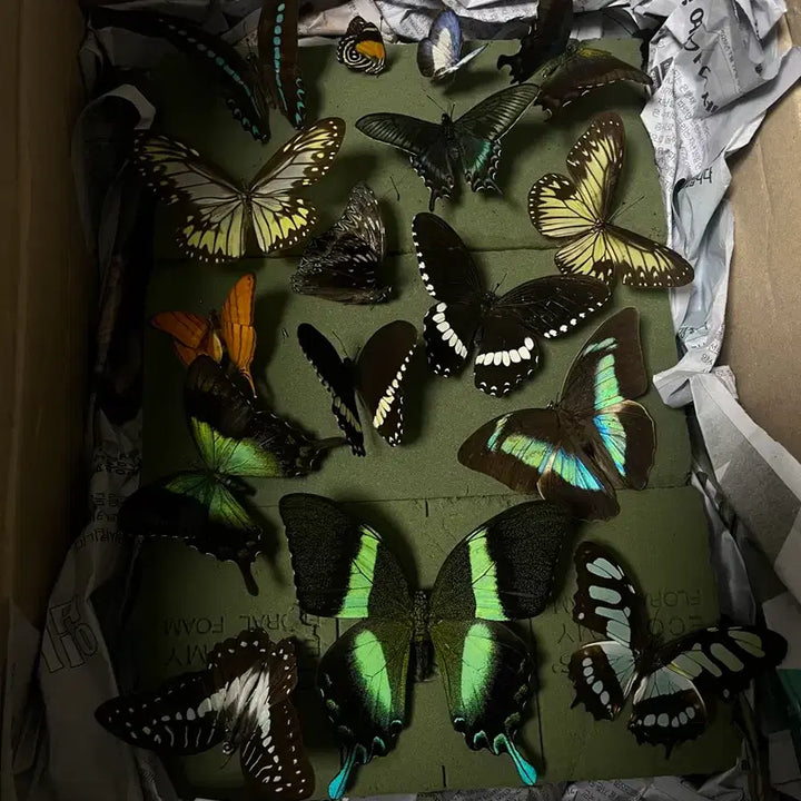 [BUNJANG] Various Butterfly Specimens / 나비 표본