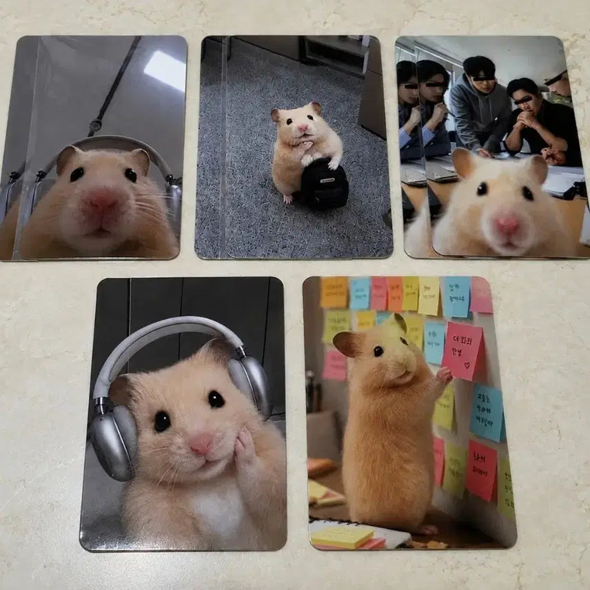 [BUNJANG] Kim Hamzzi Photocard Set (5 types) / 정서불안 김햄찌 포토카드 5종 1세트판매