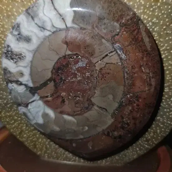 [BUNJANG] Ammonite Fossil Disc Ornament with Stand (16cm) / 천연 암모나이트류 화석 원반 장식품 16cm 받침대 포함
