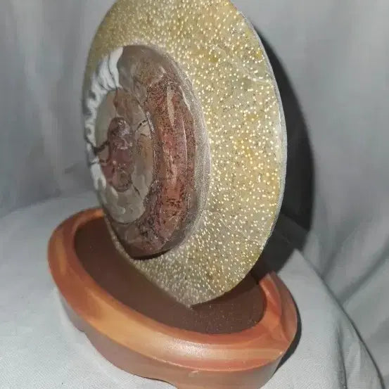 [BUNJANG] Ammonite Fossil Disc Ornament with Stand (16cm) / 천연 암모나이트류 화석 원반 장식품 16cm 받침대 포함