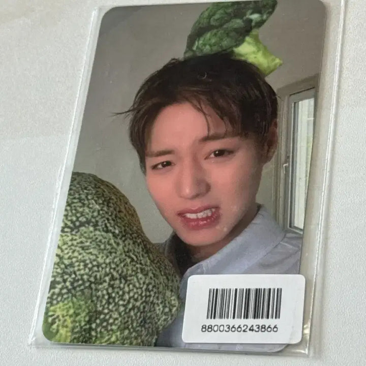 [BUNJANG] Park Ji Hoon Broccoli Photocard / 박지훈 브로콜리 포카