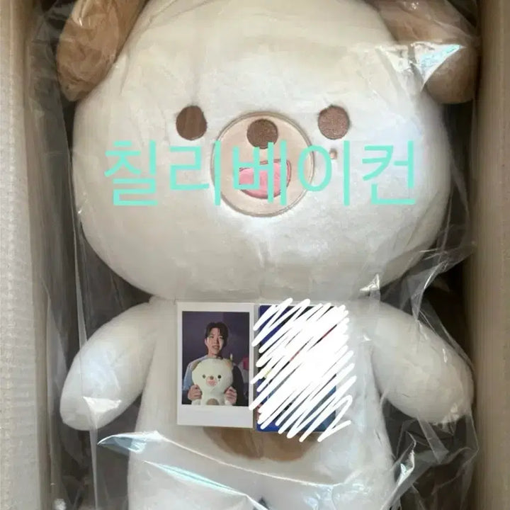 [BUNJANG] DAY6 Giant Petit Merz Don Photocard / 데이식스 자이언트 쁘띠멀즈 돈