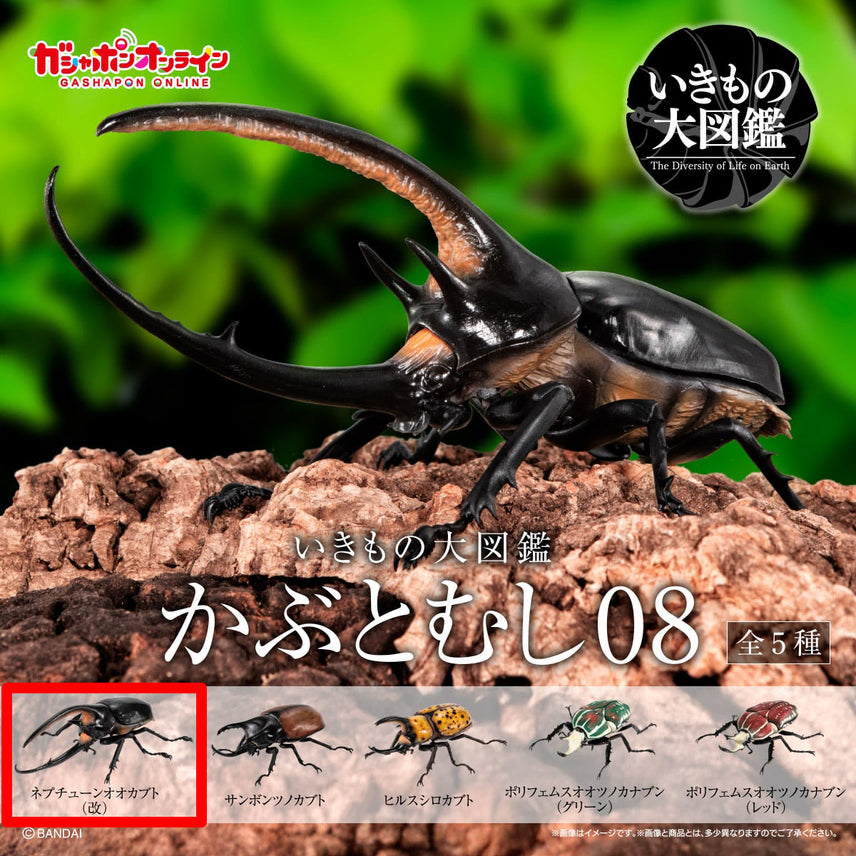 [BUNJANG] Bandai Kabutomushi 08 Neptune Atlas Beetle / [반다이 생물대도감 장수풍뎅이 08탄] 넵튠왕장수풍뎅이