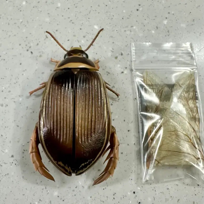 [BUNJANG] Advance Life Guide Advanced Aquatic Insects 2 Water Beetle + Hindwing / 생물대도감 어드밴스 수생곤충 2 온라인 물방개 물방개붙이 + 속날개