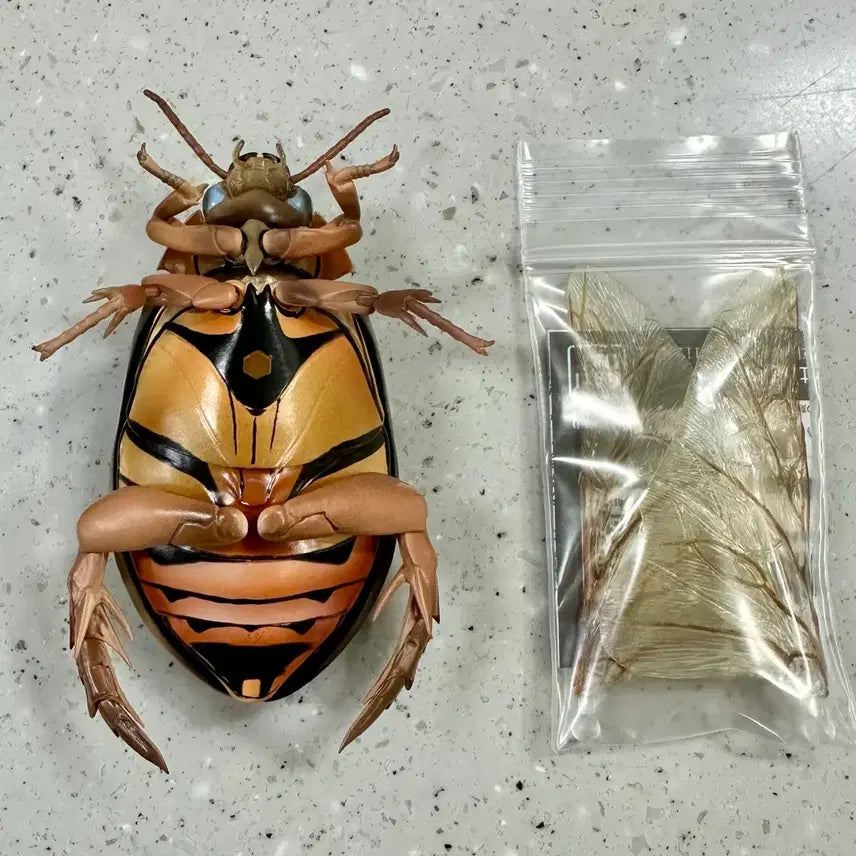 [BUNJANG] Advance Life Guide Advanced Aquatic Insects 2 Water Beetle + Hindwing / 생물대도감 어드밴스 수생곤충 2 온라인 물방개 물방개붙이 + 속날개