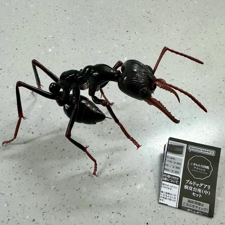 [BUNJANG] Bio Encyclopedia Advance Bulldog Ant / 생물대도감 어드밴스 불독개미
