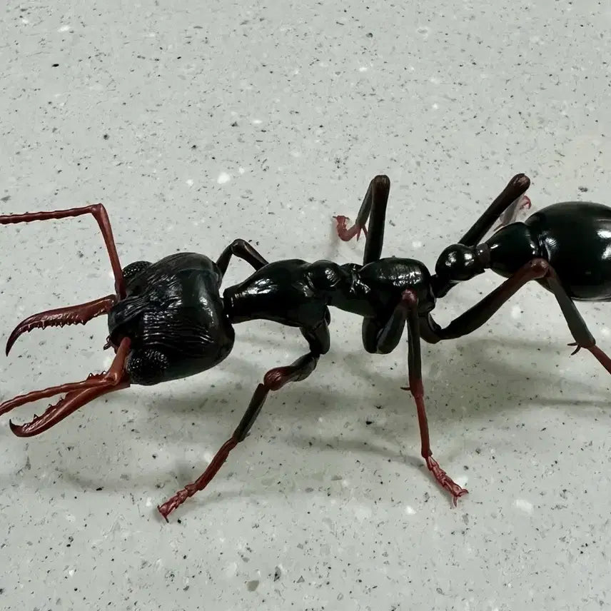 [BUNJANG] Bio Encyclopedia Advance Bulldog Ant / 생물대도감 어드밴스 불독개미
