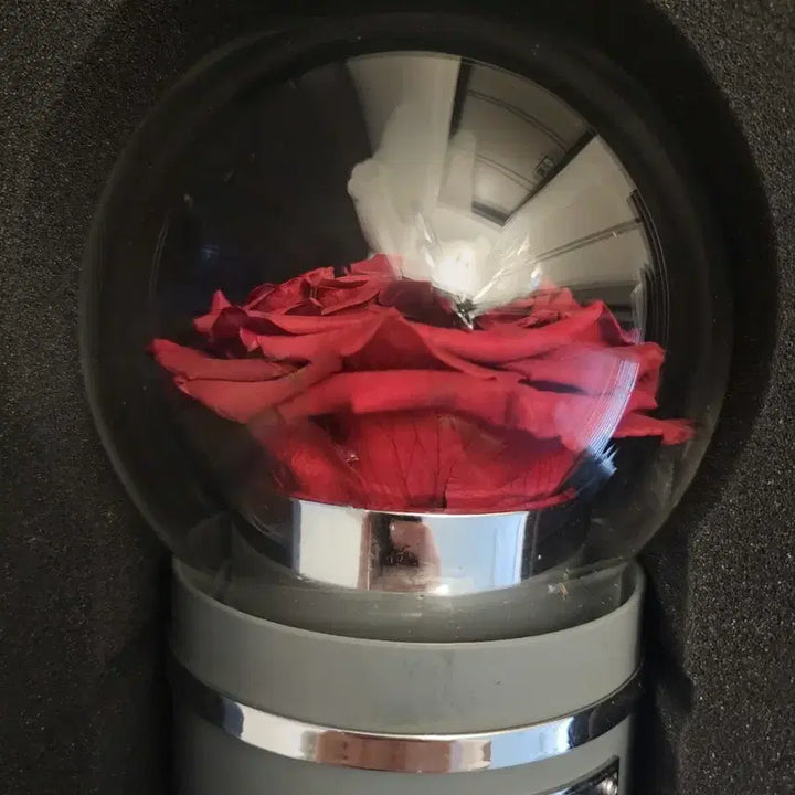 [BUNJANG] ROSEONLY Xiao Zhan Preserved Rose Music Box / 로즈온니 샤오잔 영생화 고양이 오르골 중국 보존화