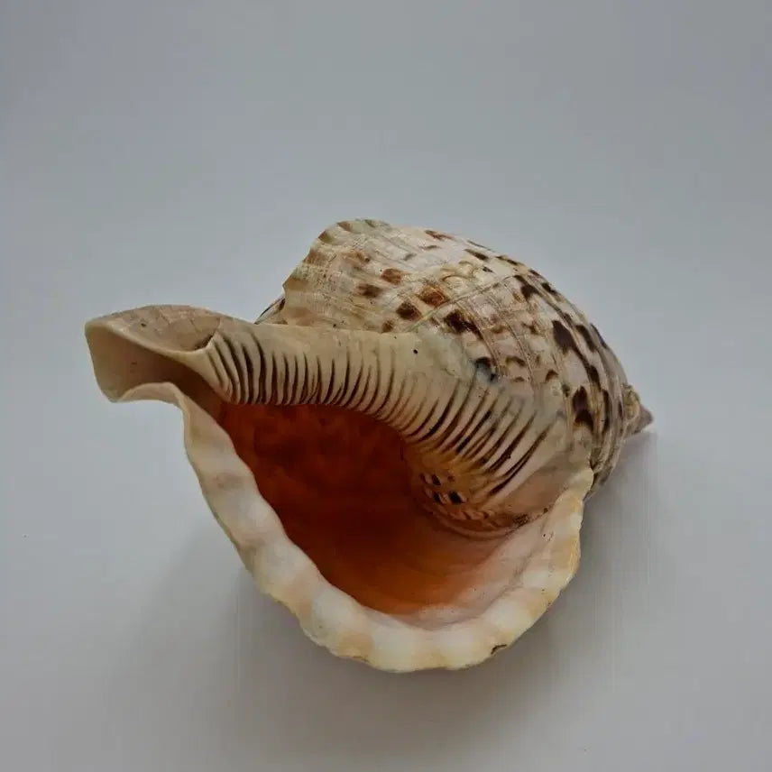 [BUNJANG] Giant Triton Natural Shell Decor / 대형 자이언트 트리톤 천연 조개 오브제