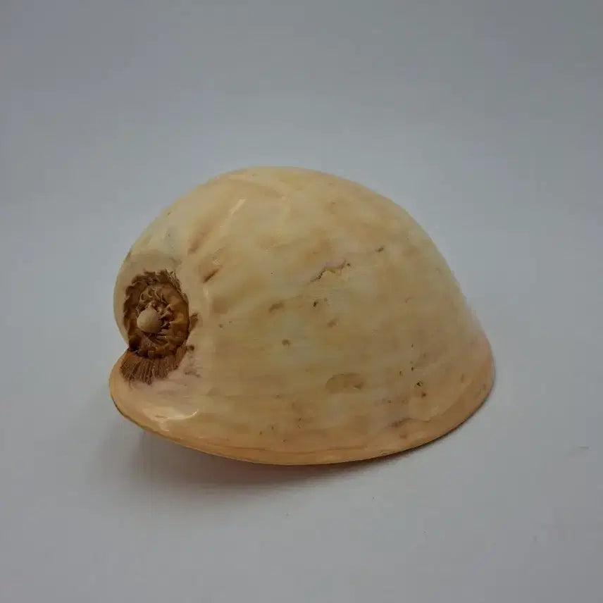 [BUNJANG] Large Melo Broderipii Natural Shell Decor / 대형 멜론고둥 천연 조개 오브제