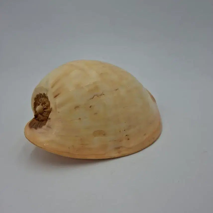 [BUNJANG] Large Melo Broderipii Natural Shell Decor / 대형 멜론고둥 천연 조개 오브제