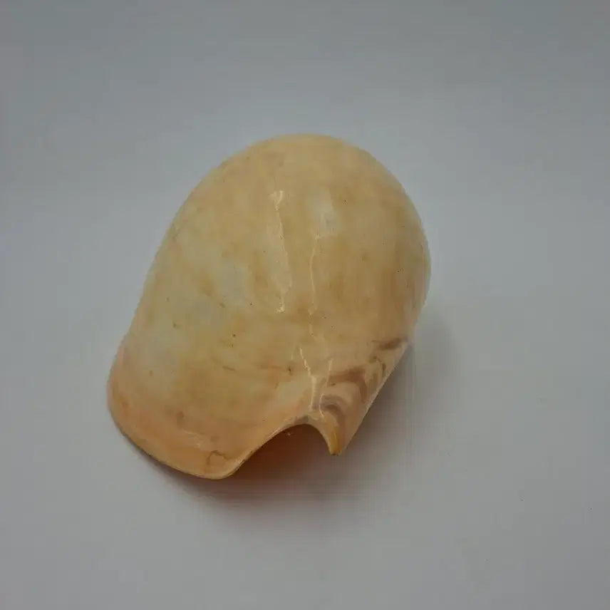 [BUNJANG] Large Melo Broderipii Natural Shell Decor / 대형 멜론고둥 천연 조개 오브제
