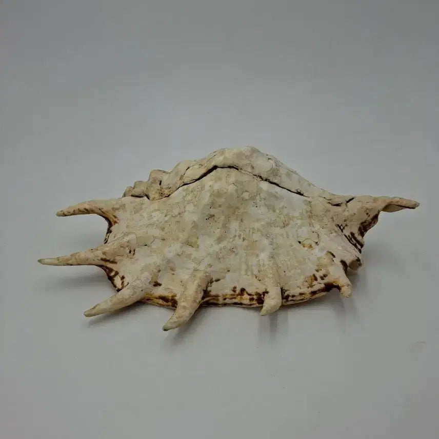 [BUNJANG] Large Giant Spider Conch Natural Shell Decor / 대형 자이언트 스파이더 콘치 천연 조개 오브제