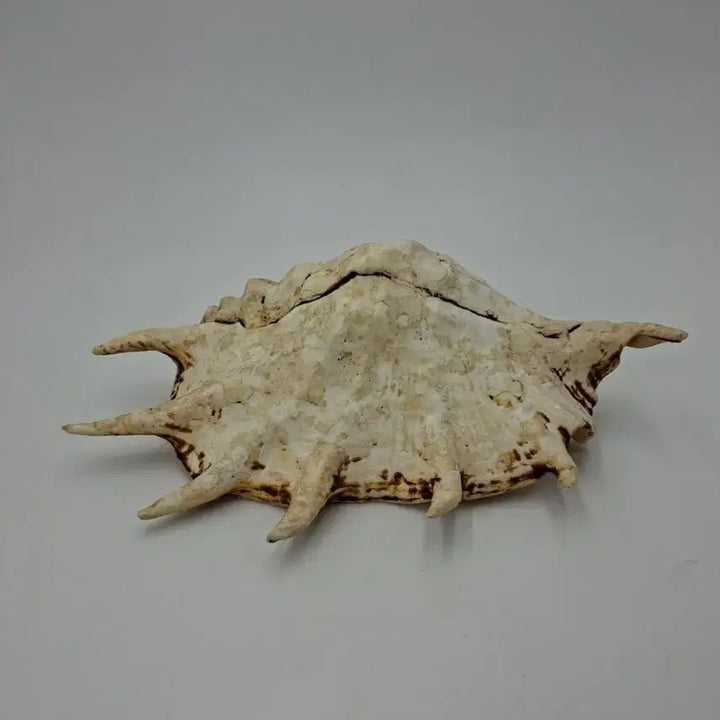 [BUNJANG] Large Giant Spider Conch Natural Shell Decor / 대형 자이언트 스파이더 콘치 천연 조개 오브제