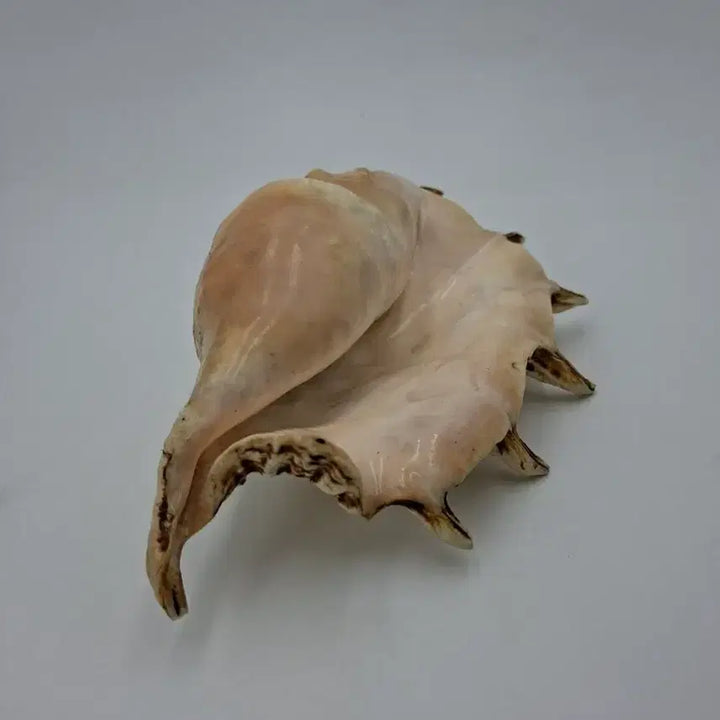 [BUNJANG] Large Giant Spider Conch Natural Shell Decor / 대형 자이언트 스파이더 콘치 천연 조개 오브제
