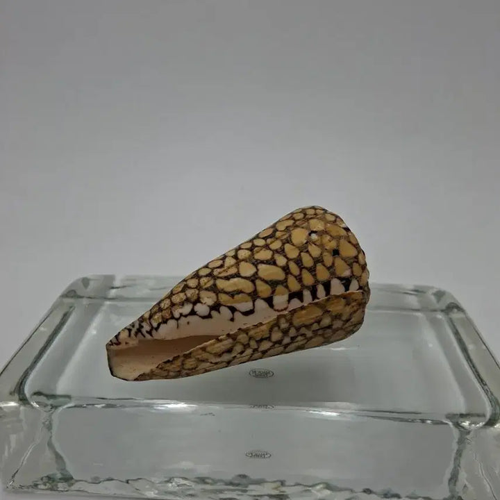 [BUNJANG] Textile Cone Natural Shell Decor / 텍스타일 콘 천연 조개 오브제