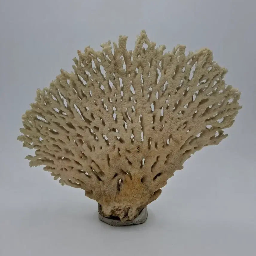 [BUNJANG] Large Acropora Table Coral Decor / 대형 아크로포라 테이블 산호 오브제