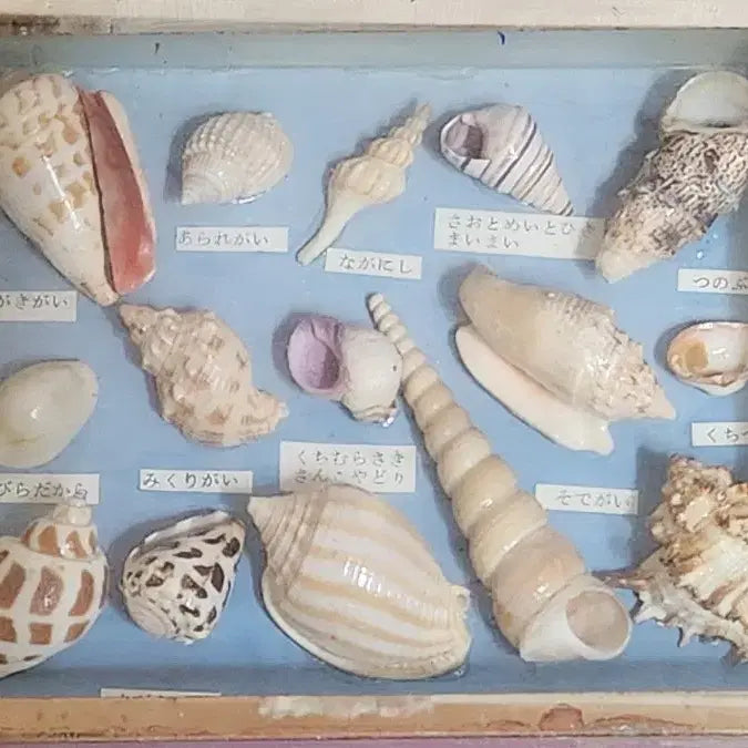 [BUNJANG] Okinawa Shell Specimen / 일본 오키나와산 조개표본