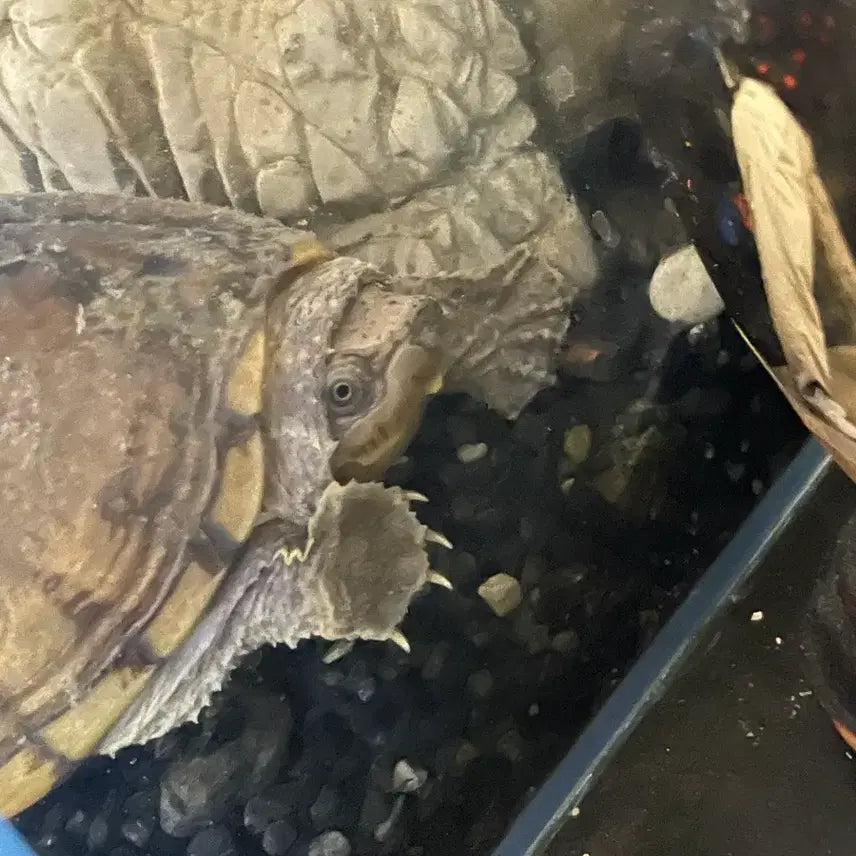 [BUNJANG] American Alligator Snapping Turtle (Female) / 거북이 아메리칸 메이저백 머스크터틀
