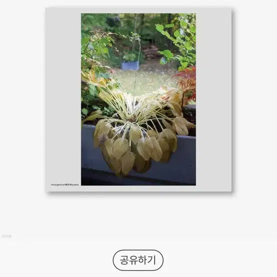 [BUNJANG] HYUKOH Love White Color LP / 혁오 (HYUKOH) 사랑으로 화이트 컬러 LP