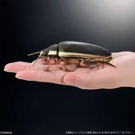 [BUNJANG] Bio Encyclopedia Advance Aquatic Insects Vol. 2 (Online) / [생물대도감 어드밴스] 수서곤충 2탄 (온라인)