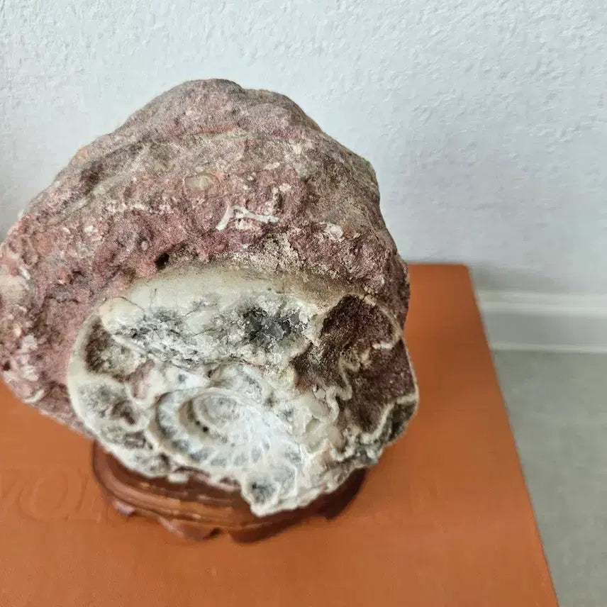 [BUNJANG] Fossil Ammonite Raw Stone Ornament / 화석 암모나이트 원석 장식품