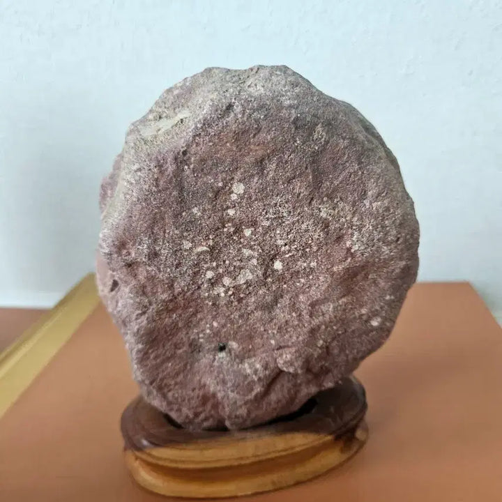 [BUNJANG] Fossil Ammonite Raw Stone Ornament / 화석 암모나이트 원석 장식품