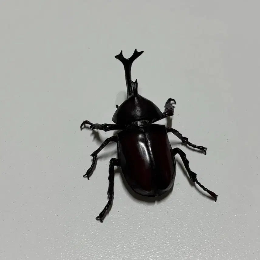 [BUNJANG] Insect Encyclopedia Rhinoceros Beetle Figure Gacha / 생물대도감 장수풍뎅이 피규어 가챠 판매