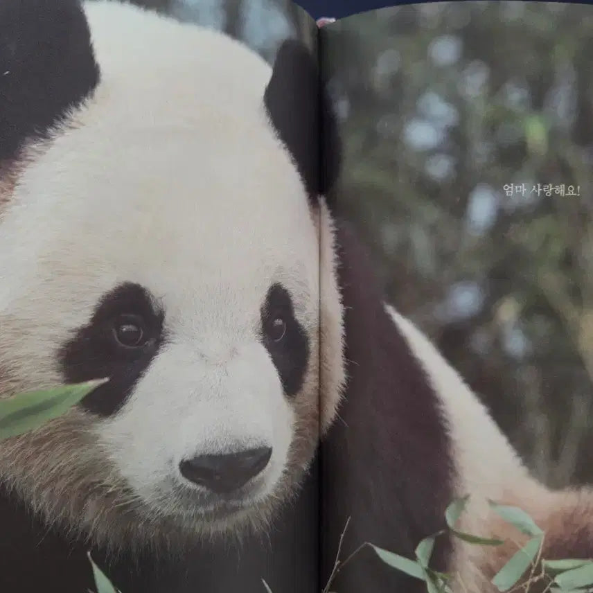 [BUNJANG] Fu Bao Diary + Lenticular Photocard / 기억해 푸바오 다이어리+렌티큘러 포카